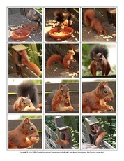 Eichhörnchen-Fotos-Memo-Aufdeckspiel-5.pdf